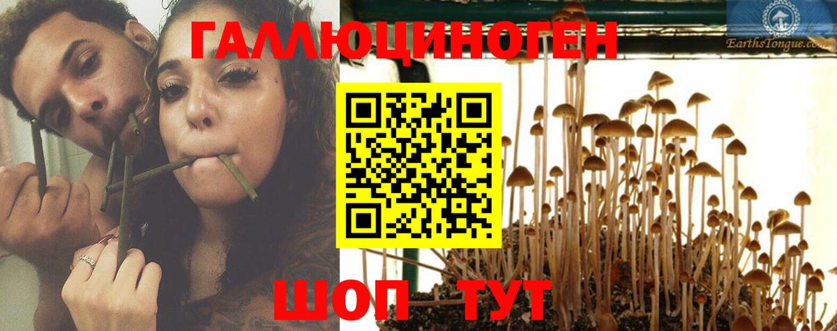 Псилоцибиновые грибы Psilocybine cubensis Алапаевск